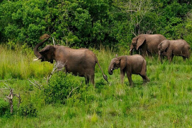 10-Days Uganda Gorillas and Chimpanzee Wildlife Discovery - Who Should Consider This Tour?