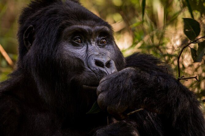 10-Days Uganda Gorillas and Chimpanzee Wildlife Discovery - Final Thoughts