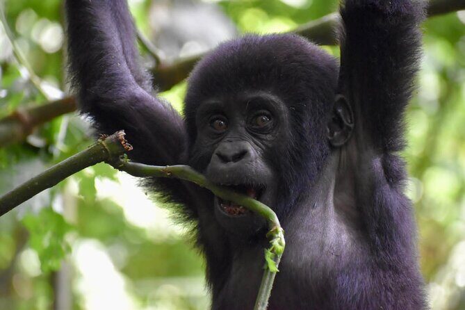 10 Days Uganda Safari with Gorillas - Exploring Uganda in 10 Days: What’s It All About?