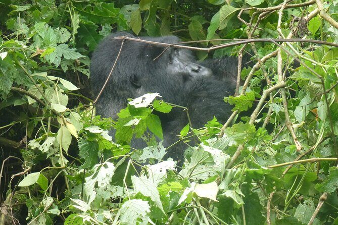 10 Days Uganda Safari with Gorillas - Transportation & Comfort