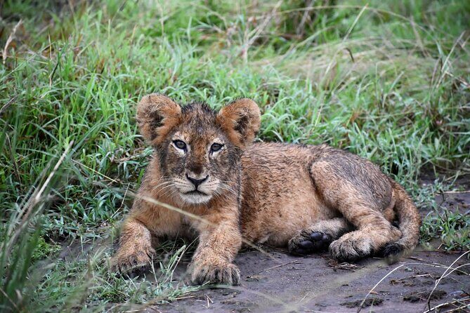 10 Days Uganda Safari with Gorillas - Who Would Love This Tour?