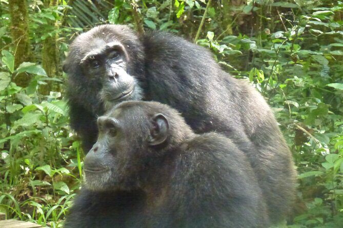 10 Days Uganda Safari with Gorillas - Frequently Asked Questions