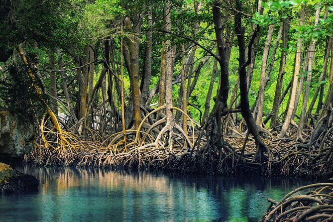 10-Hour Guided Tour of Samana and Bacardi Island Los Haitises - The Sum Up