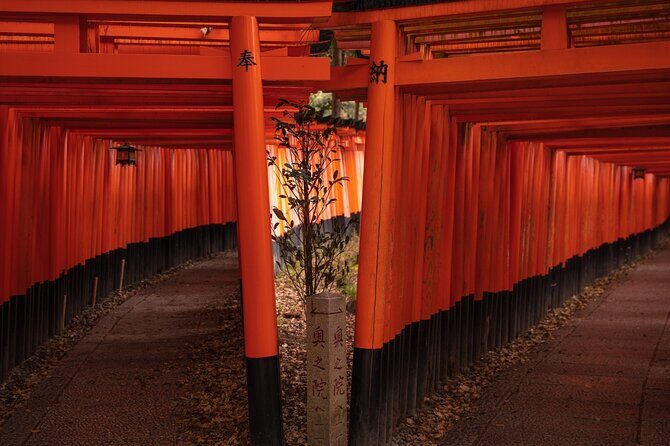 10 Must-see Spots in Kyoto One Day Private Tour (up to 7 people) - What Reviewers Say
