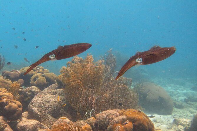 100% Private Charter Snorkel, Sail, Relax (Cruisers Friendly) - Who Will Love This Tour?