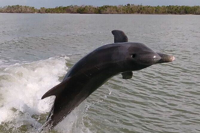 10,000 Islands Boat Excursion - 3.5-Hour Dolphins & Shelling Tour - Who Should Consider This Tour?