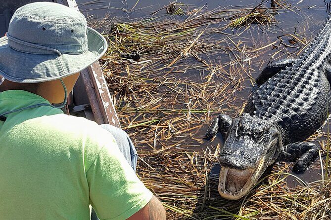 10,000 Islands Boat Tour + Naturalist Led Walk in the Everglades! - Key Points