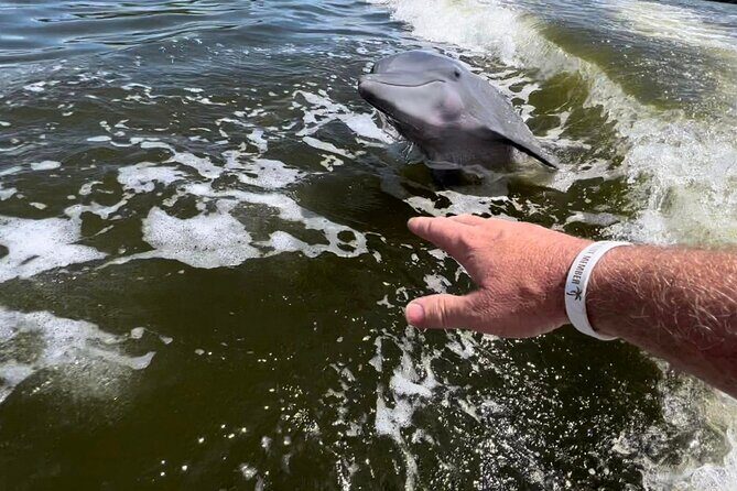 10,000 Islands Boat Tour + Naturalist Led Walk in the Everglades! - Who Will Love This Tour?