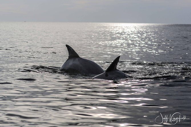 10,000 Islands Excursion Small-Group 3.5 hour Dolphin & Shelling Boat Tour - Who Should Consider This Tour?