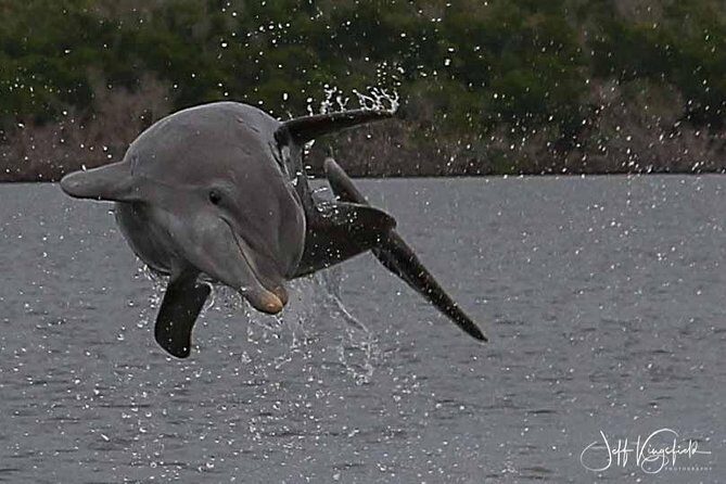 10,000 Islands Excursion Small-Group 3.5 hour Dolphin & Shelling Boat Tour - FAQ