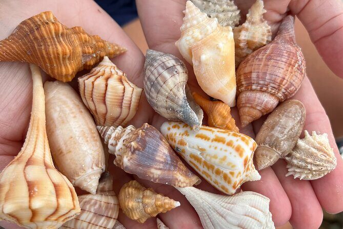 10,000 Islands Shelling Trip Marco Island FL - An In-Depth Look at the 10,000 Islands Shelling Trip