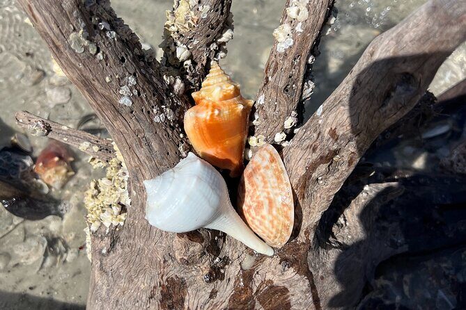 10,000 Islands Shelling Trip Marco Island FL - Final Thoughts
