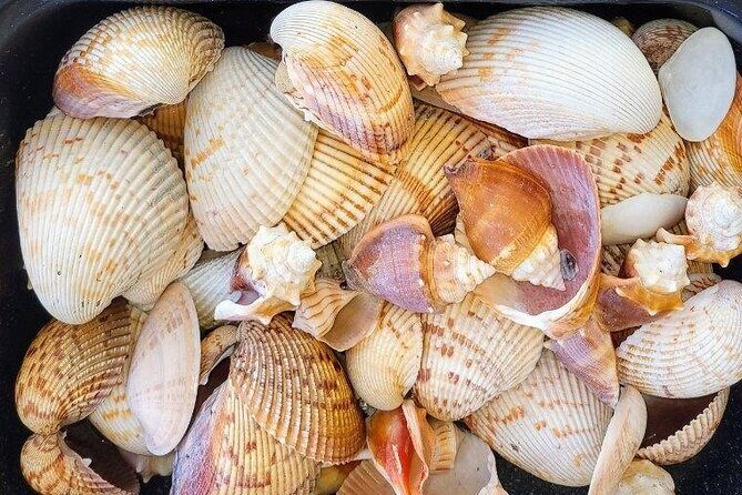 10,000 Islands Shelling Trip Marco Island FL - FAQ