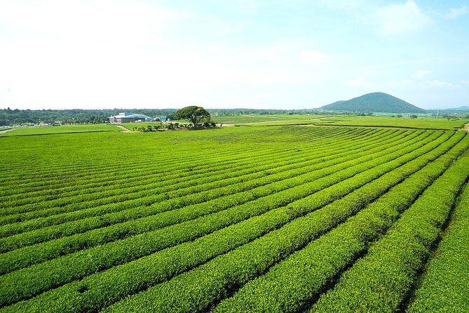 10day Small Group Discover Korea Tour : History, Food and Culture - Who Is This Tour Best For?