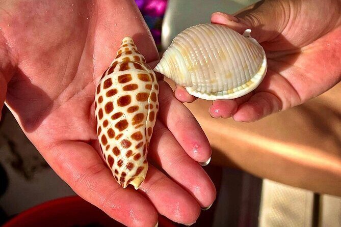 10K Islands Private Shelling Tour - An Authentic Guide to the 10K Islands Private Shelling Tour