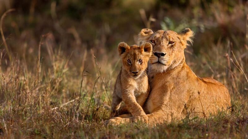 11 Day Cape Town, Kruger NP, Victoria Falls and Chobe NP - What to Expect From the Itinerary