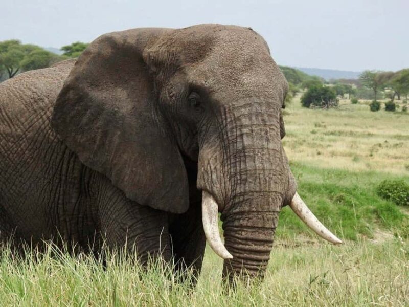 11 Day Cape Town, Kruger NP, Victoria Falls and Chobe NP - Who Will Love This Tour?