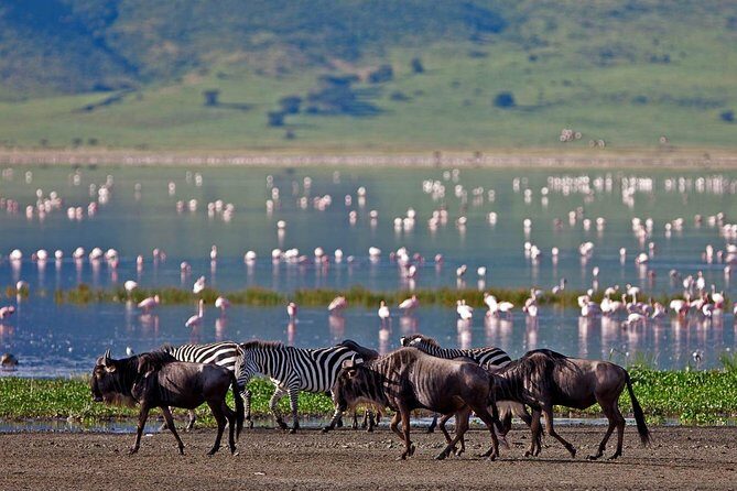11-Days Best of Kenya & Tanzania Big 5 Safari on a 4x4 Jeep - Discovering Kenya and Tanzania: An 11-Day Wilderness Journey