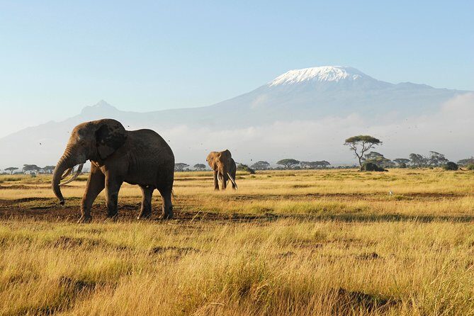 11-Days Best of Kenya & Tanzania Big 5 Safari on a 4x4 Jeep - Final Thoughts