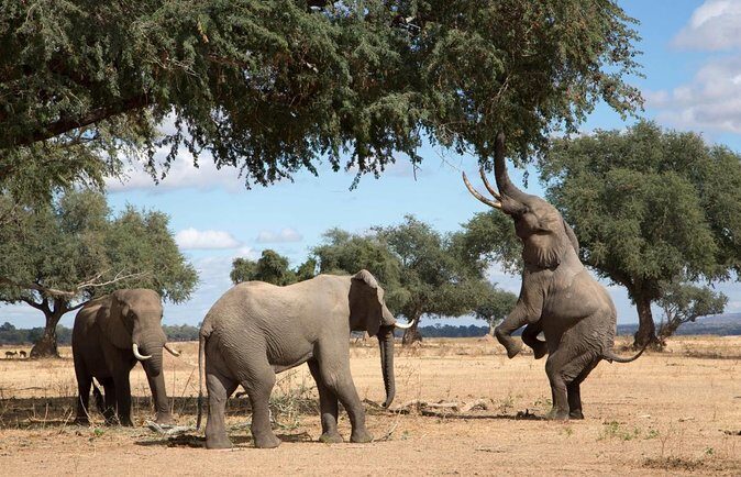 11 Days Botswana's Great Safari Experience - Key Points