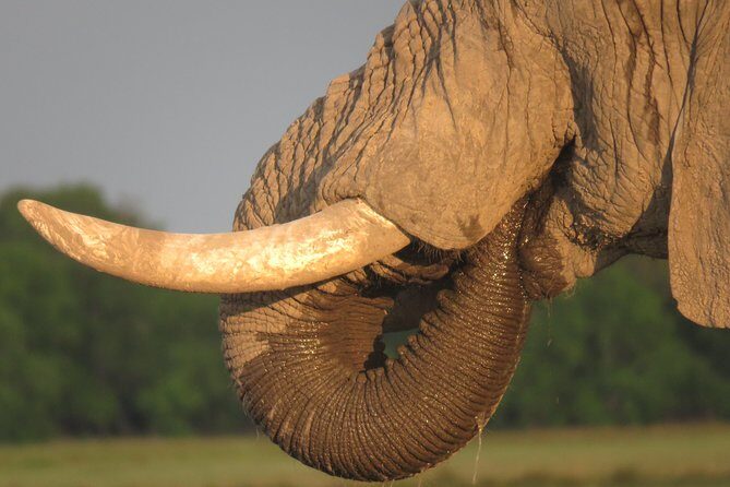 11 Days Botswana's Great Safari Experience - What We Loved and What to Consider