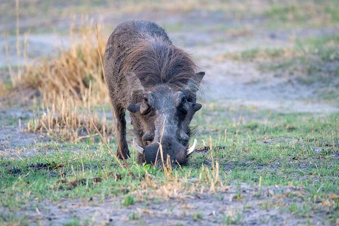 11 Days Botswana's Great Safari Experience - Who Is This Tour Best For?