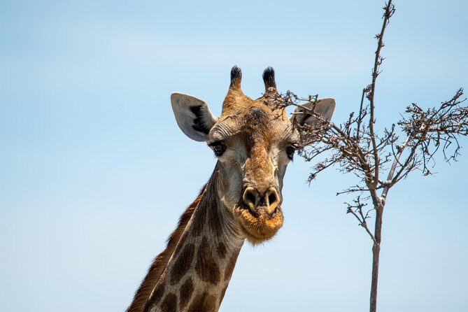 11 Days Botswana's Great Safari Experience - The Sum Up