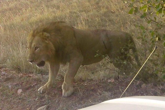 11 Days Guided Group Safari in Kenya And Tanzania - What We Love About This Safari