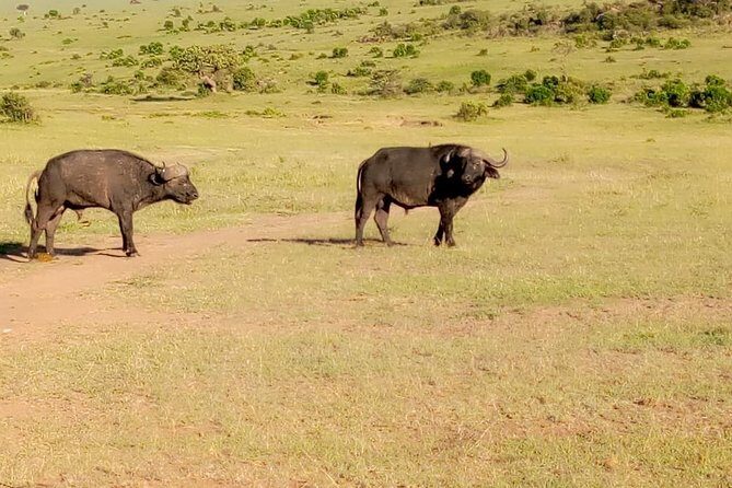 11 Days Guided Group Safari in Kenya And Tanzania - Who Will Love This Tour?