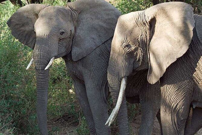 11 Days Guided Group Safari in Kenya And Tanzania - The Sum Up