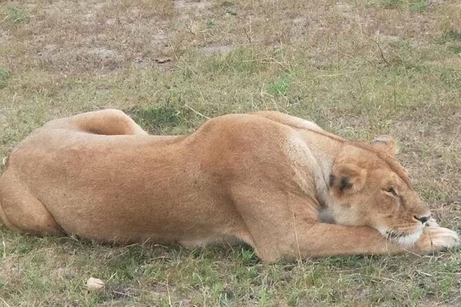 11 Days Guided Group Safari in Kenya And Tanzania - FAQ