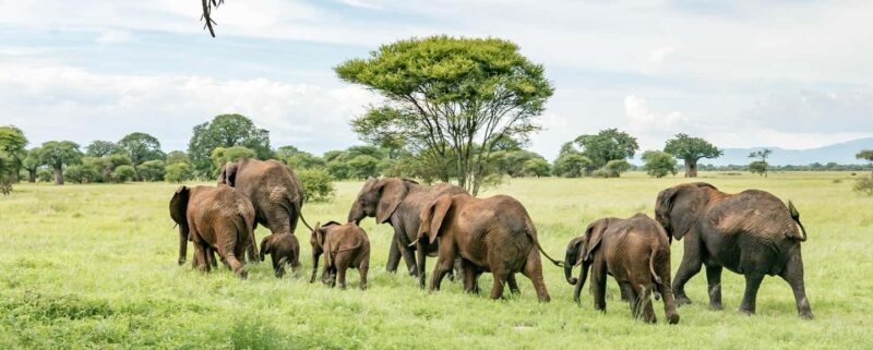 11 Days Kenya and Tanzania with Serengeti: A Safari Journey - Key Points