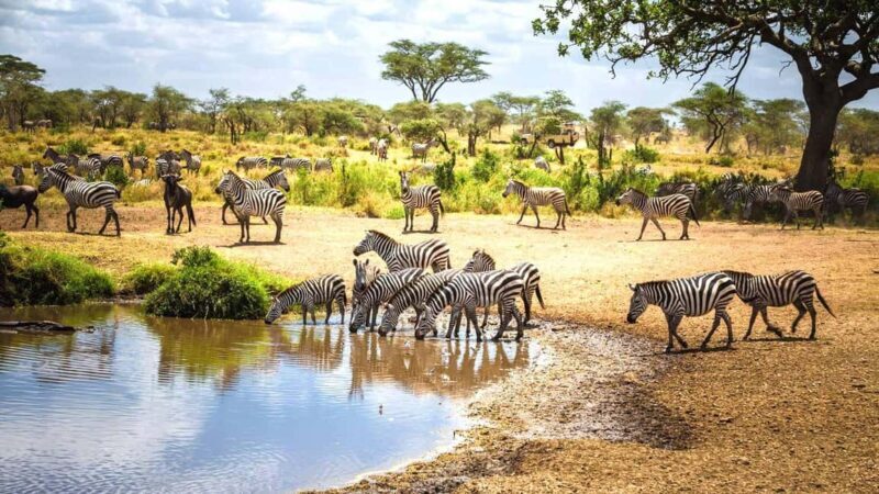 11 Days Kenya and Tanzania with Serengeti: A Safari Journey - Practical Tips for Your Safari