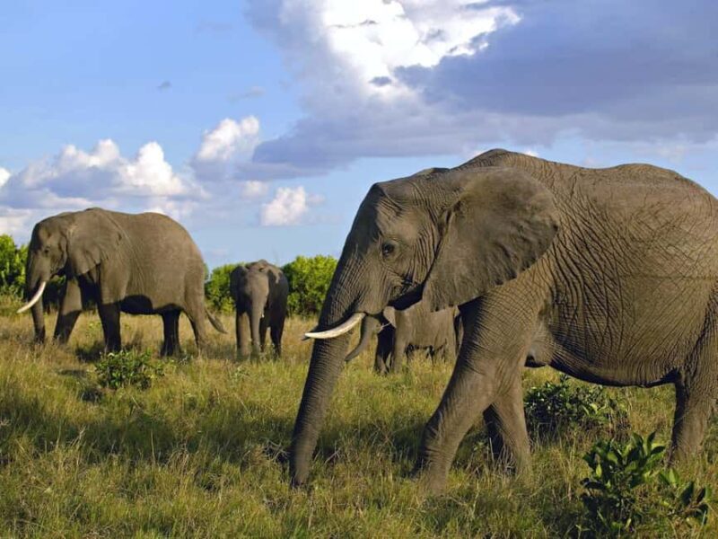 11 Days Kenya and Tanzania with Serengeti: A Safari Journey - FAQ