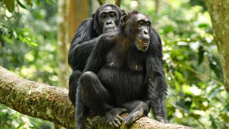 11 Days Kenya Safari Exploration on 4x4 Landcruiser Jeep - What Sets This Tour Apart