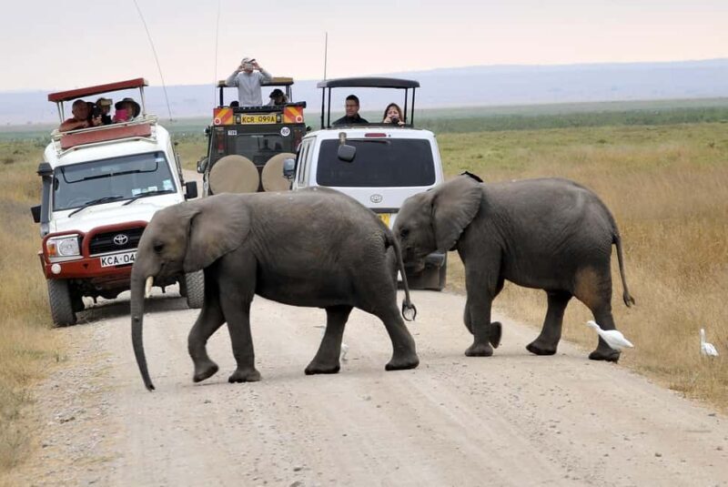 11 Days Kenya Safari Tour on 4x4 Landcruiser Jeep - Lake Nakuru: Flamingos and the Big Five