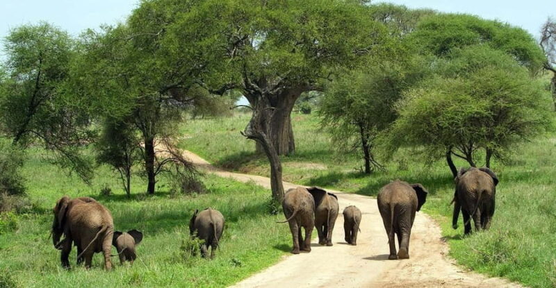 11 Days Kenya Safari Tour on 4x4 Landcruiser Jeep - Practical Details & Value