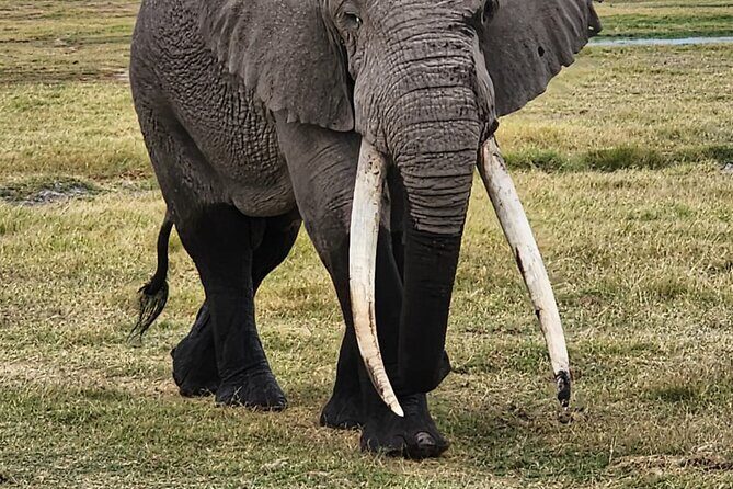 11 Days Private Tour to Explore Amboseli and Samburu - A First Look at the 11-Day Kenya Safari
