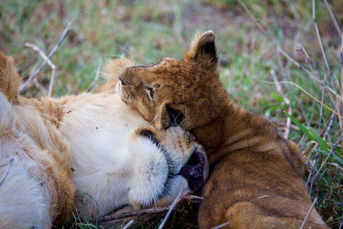 11 Days Private Tour to Explore Amboseli and Samburu - Who Is This Tour For?