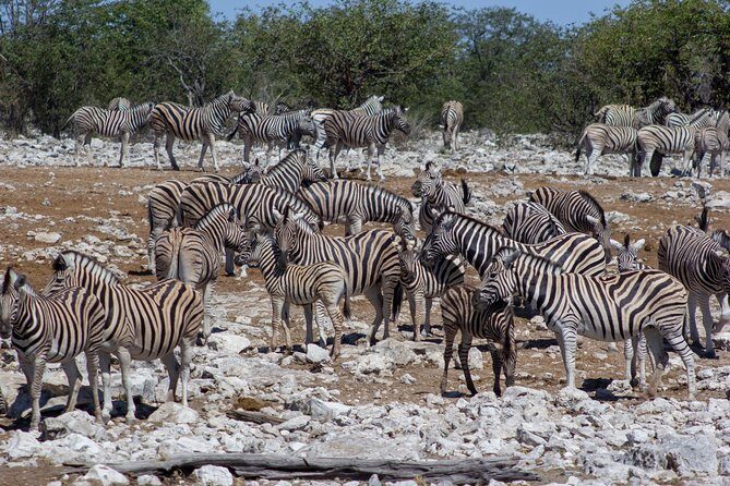 11 Days Small Group Namibia Experience Fully Accommodated Tour - Final Thoughts: Is This Tour Right for You?