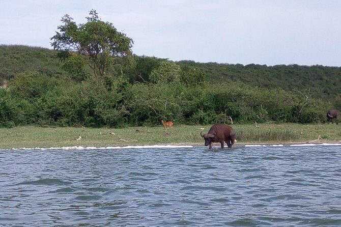11 Days Uganda +Gorillas - An Honest Look at the 11-Day Uganda Safari