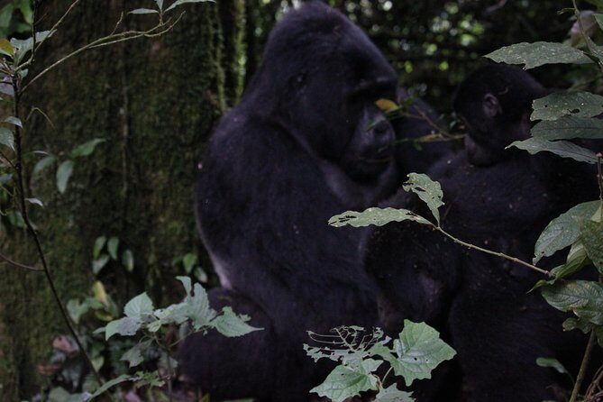 11 Days Uganda +Gorillas - The Sum Up