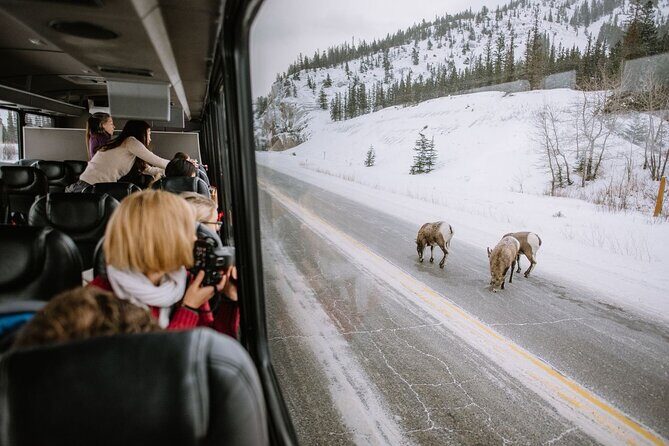 $1100cdn Private Tour Transportation Driver Guide of Banff! - Key Points