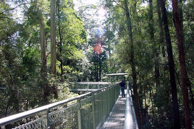 12 Apostles and Otway Fly Zipline Day Trip from Melbourne - Who is This Tour Best For?