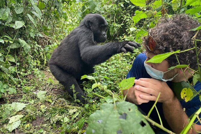 12-Day Moderately Priced Pearl of Africa - Uganda Private Safari - A Detailed Look at the Itinerary