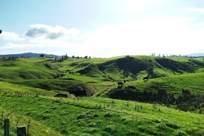 12 Day New Zealand Private Tour from Auckland to Queenstown - FAQ