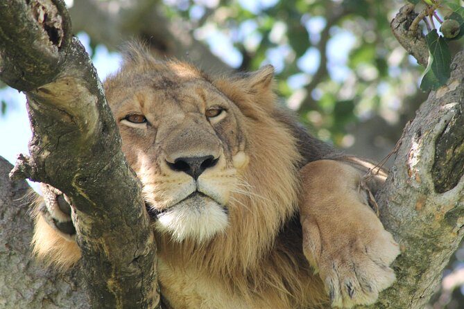12-Day Pearl of Africa Wildlife and Adventure Highlights - Key Points