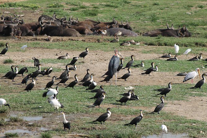12-Day Pearl of Africa Wildlife and Adventure Highlights - Practical Considerations and Value