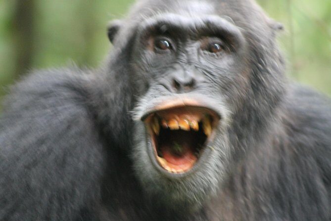 12-Day Pearl of Africa Wildlife and Adventure Highlights - FAQ