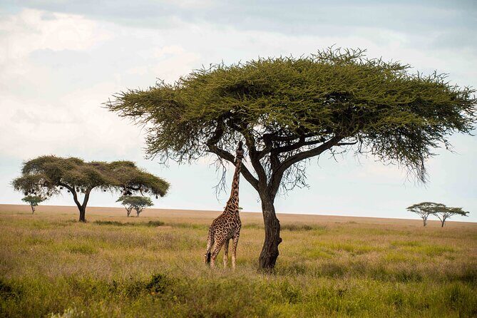 12 Days Best Of Kenya and Tanzania Safari - Luxury - Into Kenya: Amboseli and the Elephant Spectacle